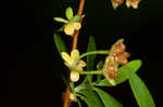 Thunberg's meadowsweet